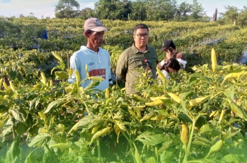  Ribuan Hektare Lahan Pertanian Pangan Berkelanjutan Disiapkan Pemkab Gumas